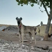 سگ سرابی|سگ|میانه, |دیوار