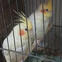 جفت عروس لوتینو مولد