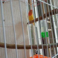 طوطی برزیلی|پرنده|چرام, |دیوار