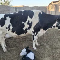 فروش ماده گاو