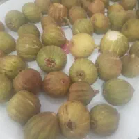انجیر خشک وتازه