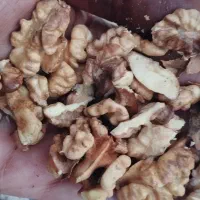 گردو محلی معاوضه با برنج|خوردنی و آشامیدنی|نورآباد ممسنی, |دیوار