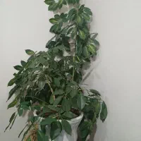 گل آپارتمانی|گل و گیاه طبیعی|نمین, |دیوار