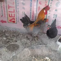 یک عدد خروس محلی فروش یامامعله ای