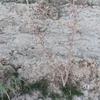 نهال انگور ریشه ای، گل محمدی و عناب