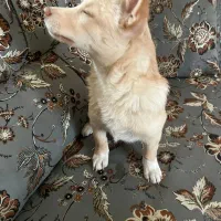 سگ پامرین|سگ|رباط‌کریم, نصیرشهر|دیوار