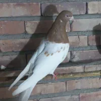 کبوتر|پرنده|گرمی, |دیوار