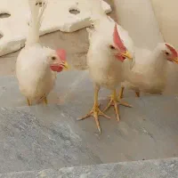سه عدد جوجه