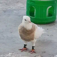 کبوتر طوقی|پرنده|خرمشهر, |دیوار