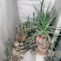 گل و گلدان فروشی