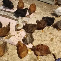 جوجه محلی زیبا