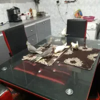 فروش عروس هلندی دو ماهه منصفانه|پرنده|میانه, |دیوار