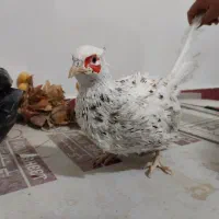 خروس امربکایی