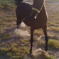 فروش مادیان اصیل کردی سواریدار