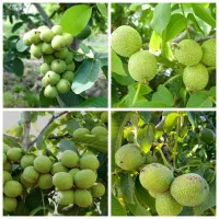 اقسام نهال های مختلف گردو وبادام ومیوه ها