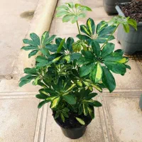 کالای گل خانه