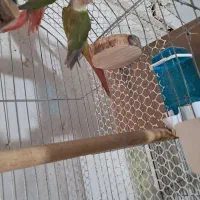 معاوضه گرینچیگ سالم|پرنده|اقبالیه, |دیوار