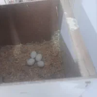 عروس هلندی با تخم|پرنده|تربت جام, فاز ۱ فرهنگیان|دیوار