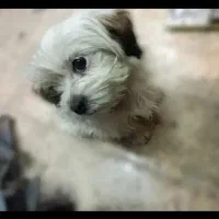 سگ شیتزو و معاوضه