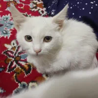 بتچه گربه سفید