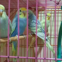 مرغ عشق|پرنده|خاش, |دیوار