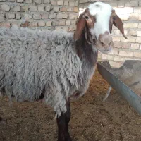 میش با بره و میش آبستن|حیوانات مزرعه|کاشان, درب اصفهان|دیوار