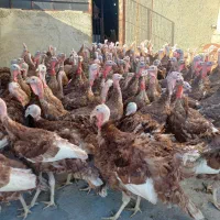 بوقلمون بوربون|حیوانات مزرعه|روانسر, |دیوار