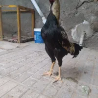 تخم مرغ نطفه دار لاری