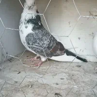 جفت نروماده