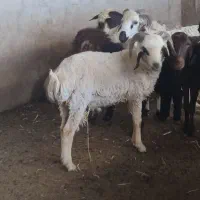 بره نر چاق چاق