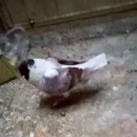 کبوتر کینگ نر