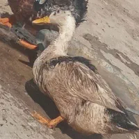 اردک|حیوانات مزرعه|یزد, |دیوار