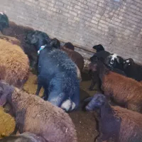 قوچ قره قزل