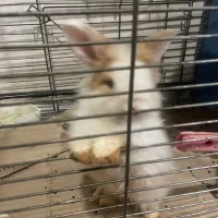 عروسک خرگوش|حیوانات|تبریز, |دیوار