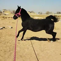 کره اسب مادیان به رنگ عشق