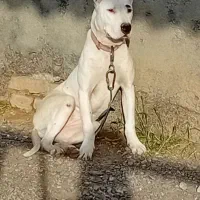 داگو آرژانتینو