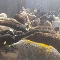 گوسفند گوشتی همه نوع و نژاد با نهایت تخفیف|حیوانات مزرعه|قزوین, |دیوار