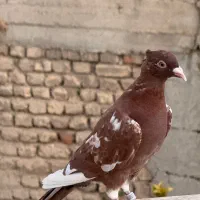 کفتر کارل میوملنز کاکل وارداتی|پرنده|شیراز, گلستان|دیوار