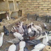 معاوضه با پلاکی|پرنده|اصفهان, بهارستان|دیوار