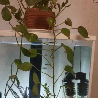 فروش ۵ عدد ماهی زبرا