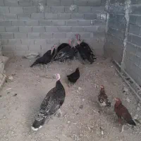 مرغ و بوقلمون