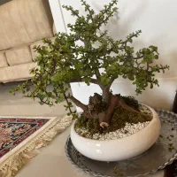 گل بن سای بسیار زیبا و کمیاب