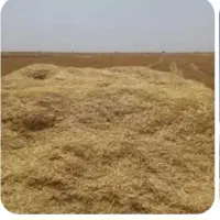 کاه گندم