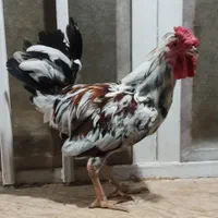 مرغ وخروسهای جوان محلی گلین چهل تاج برهما