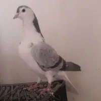 دمگیر پولک دار سر قدیمی|پرنده|اصفهان, هفتون|دیوار