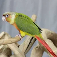 طوطی گرینچیک گمشده