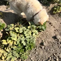 سگ چاو چاو 3ساله نر ۱۰میلیون قیمت|سگ|مشهد, میان ولایت|دیوار