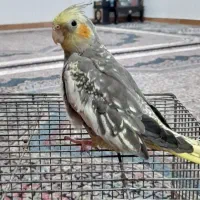 عروس هلندی