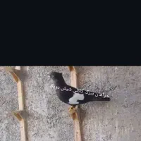 سوسنی دم سفید و سرک