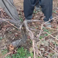 هرس پاییزه انگور|خدمات باغبانی و درختکاری|سنندج, |دیوار